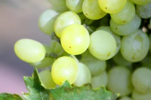 Wine Grapes